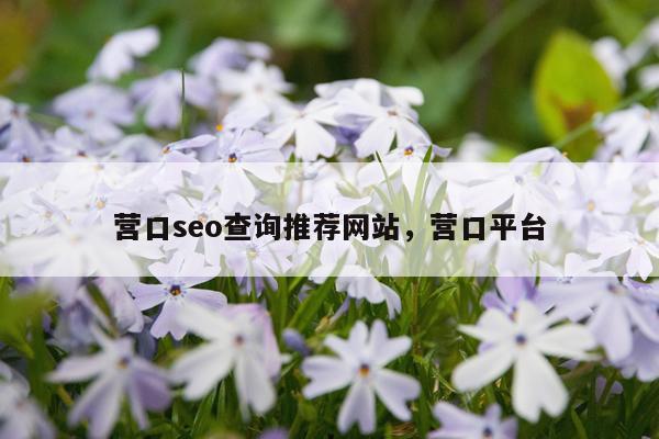 营口seo查询推荐网站，营口平台