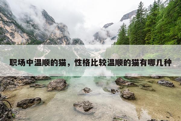职场中温顺的猫，性格比较温顺的猫有哪几种