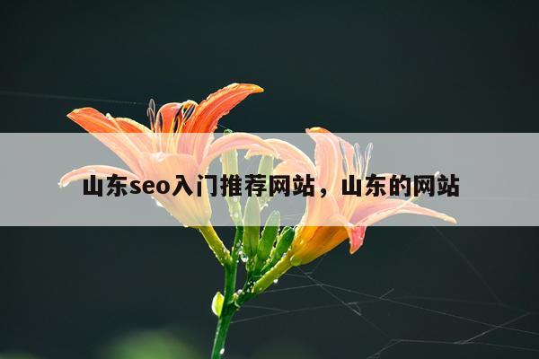 山东seo入门推荐网站,山东的网站