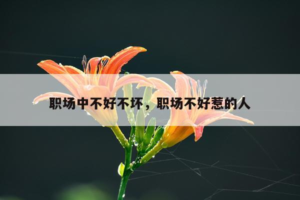 职场中不好不坏，职场不好惹的人